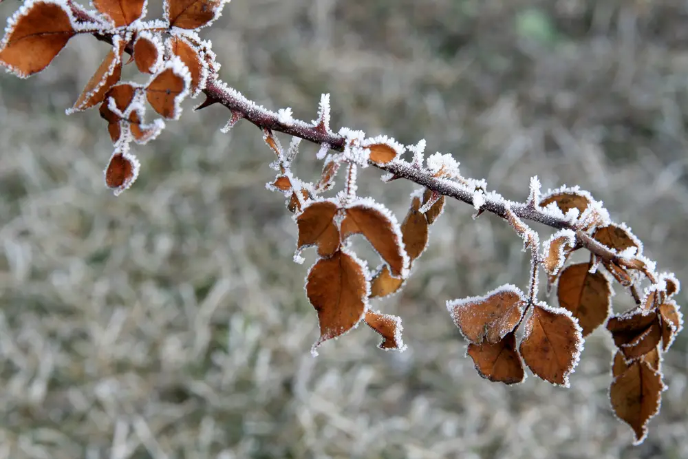 Campos do Jordão frio chega a -0,6 °C e atrai turistas no inverno